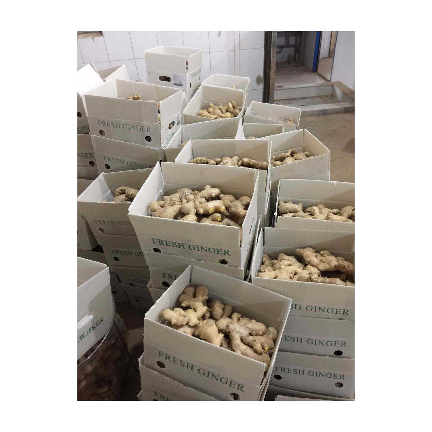 High Quality New Crop Fresh Ginger Wholesale Prices