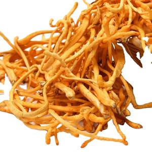 เห็ดคอร์ดิเซปส์ออร์แกนิกรสชาติธรรมชาติคุณภาพระดับพรีเมียมสำหรับส่งออก - Product Image 6