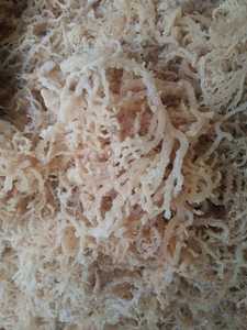 Seamoss Salad Ingredient Irish Sea Moss Dried with Clean Eucheuma Cottonii Seaweed Premium Quality Big Size Pack - Product Image 6