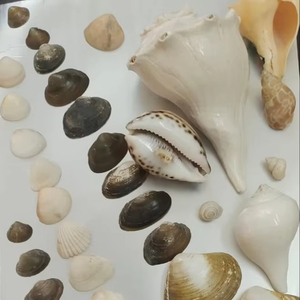 ขายส่งเปลือกหอยสังข์ธรรมชาติคุณภาพสูงเป็นมิตรกับสิ่งแวดล้อม สำหรับตกแต่งตู้ปลา ตกแต่งบ้าน และงานฝีมือหลากหลายประเภท - Product Image 1