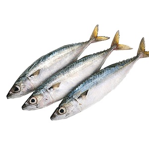 Vendedor mayorista de pescado macarela española entera congelada a precio económico - Product Image 3