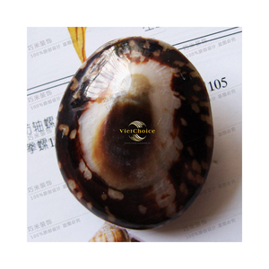 Concha de Limpet Ecológica, Concha Marina Natural para Manualidades y Fines Decorativos - Product Image 1