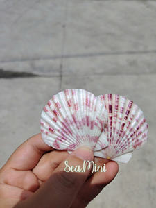 Auténticas conchas de vieiras de aguas profundas con texturas naturales para detalles sofisticados de bodas en la playa y decoración de mesas para invitados. - Product Image 6