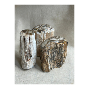 Bois pétrifié de première qualité fourni en gros pour meubles et projets décoratifs - Product Image 4