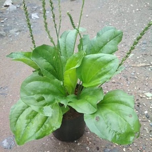 Plantago Major Seco a Granel, Planta Entera, Materia Prima Herbal Procesada y Limpia para Compradores Internacionales - Product Image 1