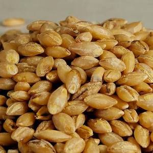 Grano de Cebada Sin Cáscara Seco, Variedad Común Natural para Alimentación Animal y Procesamiento de Alimentos en Venta - Product Image 3