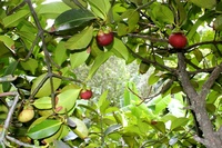 Verse Mangosteen Vietnam Hoge Kwaliteit En Lage Prijs + 84 978495473