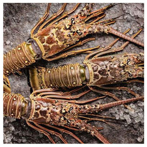 Homard et écrevisses vivants de haute qualité disponibles à bas prix sur le marché - Product Image 2