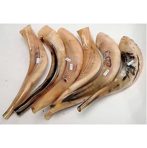 Shofar de Cuerno de Carnero Natural Hecho a Mano, Instrumento Religioso Judío para Soplar - Product Image 1
