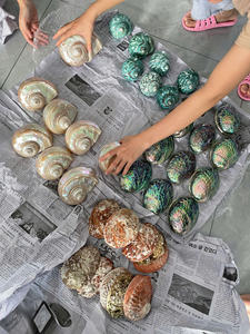 Coquillages de casque de frelon, coquillages naturels, coquillages en vrac - Product Image 3