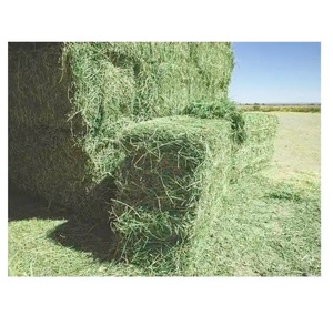 Foin d'alfalfa à vendre, commandes en gros disponibles, idéal pour le bétail et l'alimentation animale, haute qualité, prix compétitifs, livraison mondiale - Product Image 5