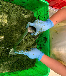 Meilleur prix de gros Feuilles de manioc broyées IQF-Vert frais du Vietnam - Product Image 5