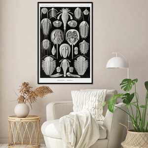 E. Haeckel - Póster de las formas artísticas de la naturaleza: Tortugas, placa 47 - Product Image 3