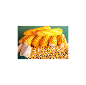 Maíz seco al mejor precio/Maíz amarillo seco/Maíz dulce seco - Product Image 2