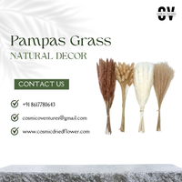 Bunga Kering Pampas Cosmic Berkualitas Premium Populer Ramah Lingkungan untuk Dekorasi Dalam/Luar Ruangan DIY Thanksgiving Rumah Kantor