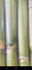 แท่งอ้อยสดแช่แข็งแช่แข็งแบบอินทรีย์ราคาดีจาก99ข้อมูลทองคำในเวียดนาม - Product Image 5