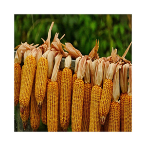 Maíz amarillo dulce de alta proteína orgánica, precio al por mayor - Product Image 2