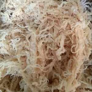 Vietnam Eucheuma Cottonii Seaweed Affordable Supply For Food And Beverage Industry - Product Image 1