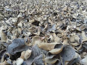 Champignon d'oreille en bois séché/Champignon séché de haute qualité pour l'exportation/Champignon d'oreille d'arbre du Vietnam Mme Lily - Product Image 2