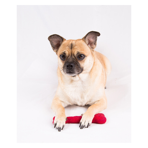 Juguete masticable para perros, suave y cómodo, disponible al mejor precio del mercado, novedad - Product Image 5