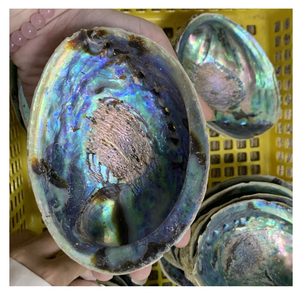 Couche colorée brillante polie de coquille d'ormeau du Vietnam pour la fabrication de bijoux de luxe - Product Image 5