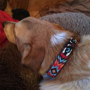 Collier de chien en cuir de museau vert de luxe Divine International Couture canine durable et classique avec personnalisation - Product Image 3