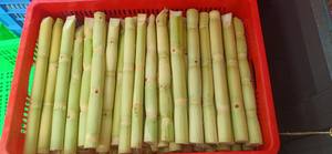 Délice de canne à sucre congelée pure du Vietnam-Canne à sucre de qualité supérieure, approvisionnement en vrac, idéal pour les boissons rafraîchissantes avec la meilleure offre à exporter - Product Image 6