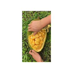 Fruta tropical de jacarandá ofrecida para compradores e importadores internacionales - Product Image 6