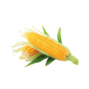 เมล็ดข้าวโพดสีเหลืองบริสุทธิ์จากธรรมชาติแบบ100% - Product Image 4