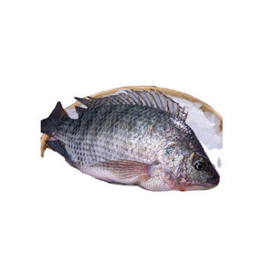 Tilapia, Pescado de Acuicultura Sostenible, Pescado de Cultivo para Mercados Globales - Product Image 6