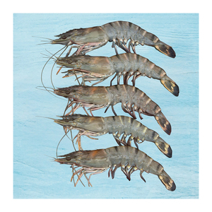 Camarones Tigre Negro Congelados a Granel HLSO, Suministrados para Comercio al por Mayor - Product Image 5
