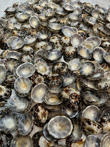 Concha de limpiador marino natural con forma estable y cuerpo de concha duradero para decoración artesanal y distribución de exportación - Product Image 5