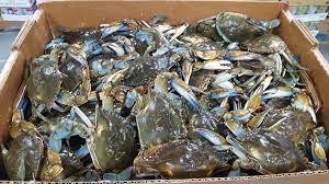 Cangrejo nadador Azul Fresco Carne dulce y tierna - Product Image 5