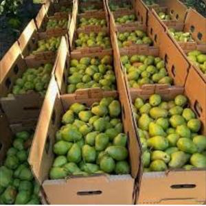 Poires fraîches de qualité supérieure, de classe I, de qualité d'exportation, douces et juteuses, poires de conférence, riches en fibres, vente en gros, expédition mondiale en chaîne du froid - Product Image 5