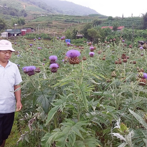 Les fabricants vendent un sachet de thé d'artichaut au goût amer de haute qualité pour le soutien de la santé du foie à usage quotidien du Vietnam - Product Image 4
