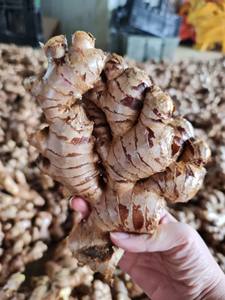 Strong flavor fresh ginger in <b>mesh</b> <b>bag</b> or carton packing suitable for export food production and fresh vegetable distribution - Product Image 4