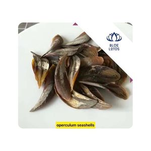 Murex Operculum, Piezas Pulimentadas y Lisas, Perfectas para Arte en Resina, Joyería, Manualidades, Decoraciones y Producción DIY, Vietnam - Product Image 1