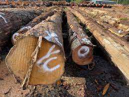 Premium Acacia Mangium & Auriculiformis <b>Logs</b> for Heavy Duty and Eco-Friendly Projects Export Quality - Product Image 4