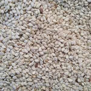 Semillas de sésamo marrón dorado - Product Image 1