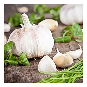 Organic <b>Garlic</b> Bulbs Grown Without Pesticides and Chemicals Packed for Natural Health and Taste - Product Image 4