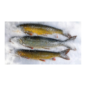 Pescado Barracuda Congelado Premium disponible a precio de fábrica para suministro a granel y comercio mayorista - Product Image 2