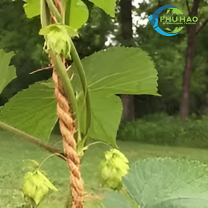 Produit phare : Corde en fibre de coco biodégradable pour l'agriculture, l'aquaculture et les projets écologiques - Product Image 5
