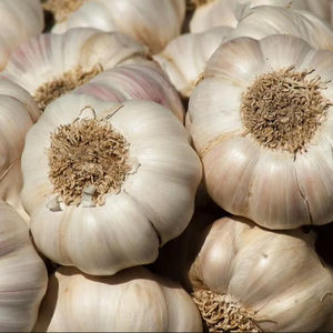 กระเทียมแห้งเวียดนาม อันเจียง 100% ธรรมชาติ อายุการเก็บรักษา 12 เดือน พร้อมใช้ มาตรฐานส่งออก สำหรับขายส่ง - Product Image 1