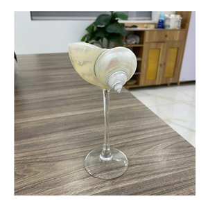 ถ้วยหอยทากเปลือกหอยถ้วยหอยทากที่ใช้ในพิพิธภัณฑ์สัตว์น้ำภูมิทัศน์ภูมิทัศน์ที่สมบูรณ์แบบสำหรับศิลปะที่ได้แรงบันดาลใจจากทะเล - Product Image 5