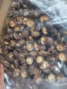 Chất lượng cao số lượng lớn ăn được nấm khô <span class=keywords><strong>Shiitake</strong></span> Hữu Cơ nấm sò cho sư tử bờm viên nang - Product Image 5