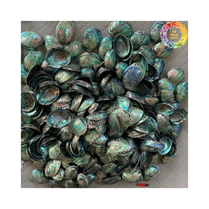 Vente en gros de coquilles d'ormeau naturelles pour la fabrication de coquillages artisanaux Produits faits à la main DIY Décoration intérieure Coquillage de grande taille - Product Image 2