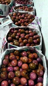 เสาวรสแช่แข็ง | ทั้งก้อน & iqf | อุปทานจำนวนมากของเวียดนาม | น้ำผลไม้ | ชามปั่น | ของหวาน | การแปรรูปอาหาร - Product Image 3