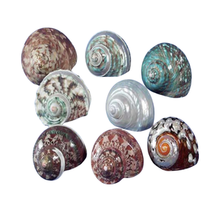 Coquillages Premium Poli Pearl Turbo Turbo Burgess du Vietnam Parfait pour une utilisation décorative haut de gamme Prêt pour l'exportation - Product Image 1