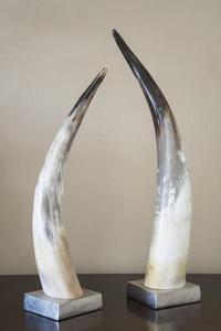 Corne de buffle naturelle montée pièce décorative artisanale écologique pour table et décoration murale style animal poli - Product Image 5