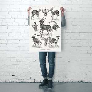 Ernst Haeckel's Antelope <b>Poster</b> Art Forms of Nature Durable Paper Wall Art - Product Image 4